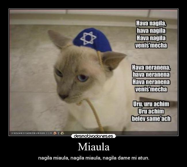 carteles gatosjew jaja desmotivaciones