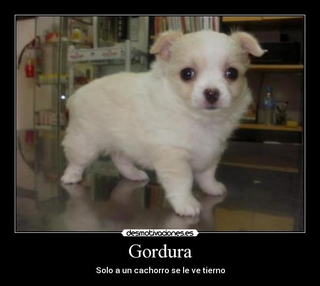 Gordura - Solo a un cachorro se le ve tierno