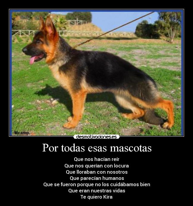 Por todas esas mascotas - 