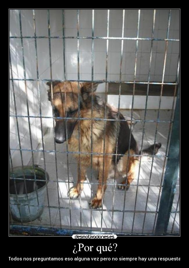 carteles perro triste entre rejas desmotivaciones