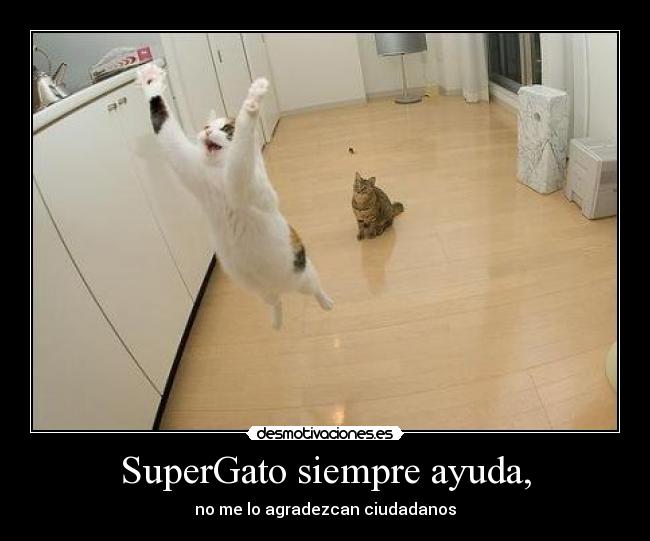 SuperGato siempre ayuda, - 