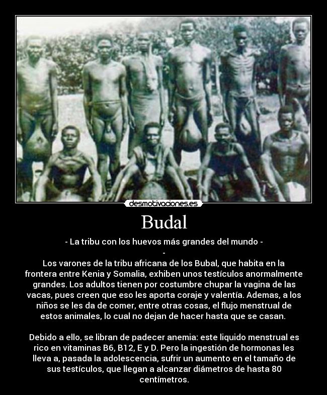 Budal - - La tribu con los huevos más grandes del mundo -
-
Los varones de la tribu africana de los Bubal, que habita en la
frontera entre Kenia y Somalia, exhiben unos testículos anormalmente
grandes. Los adultos tienen por costumbre chupar la vagina de las
vacas, pues creen que eso les aporta coraje y valentía. Ademas, a los
niños se les da de comer, entre otras cosas, el flujo menstrual de
estos animales, lo cual no dejan de hacer hasta que se casan.
Debido a ello, se libran de padecer anemia: este liquido menstrual es
rico en vitaminas B6, B12, E y D. Pero la ingestión de hormonas les
lleva a, pasada la adolescencia, sufrir un aumento en el tamaño de
sus testículos, que llegan a alcanzar diámetros de hasta 80
centímetros.