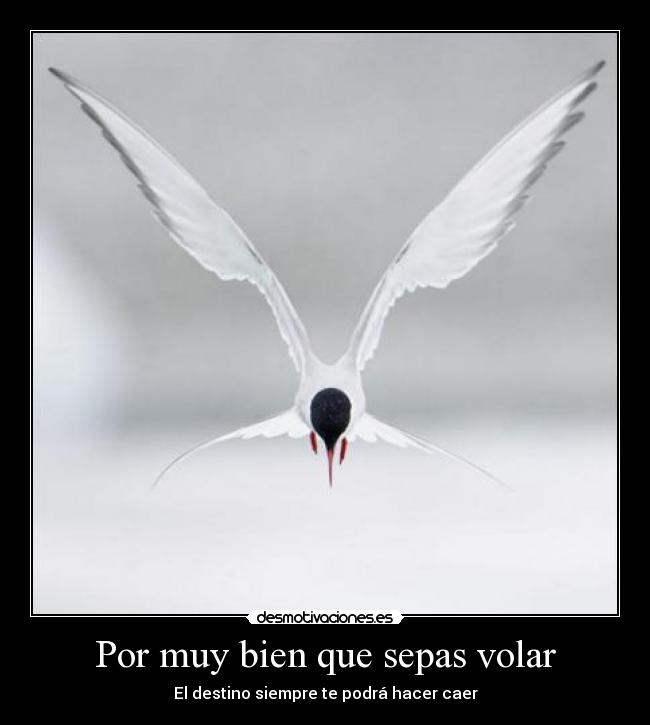 Por muy bien que sepas volar - El destino siempre te podrá hacer caer