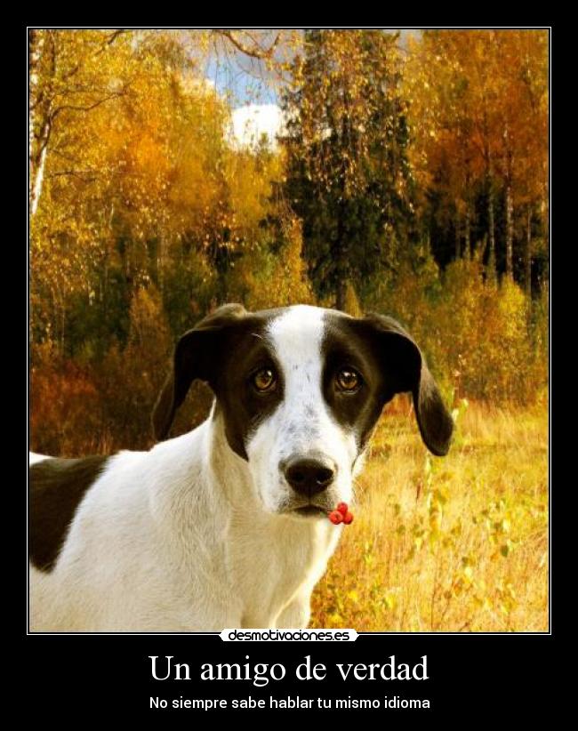 Un amigo de verdad - No siempre sabe hablar tu mismo idioma