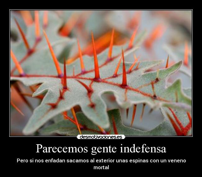 Parecemos gente indefensa - Pero si nos enfadan sacamos al exterior unas espinas con un veneno mortal