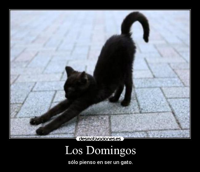 Los Domingos - sólo pienso en ser un gato.