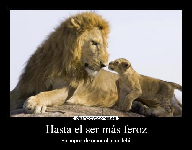 Hasta el ser más feroz - Es capaz de amar al más débil