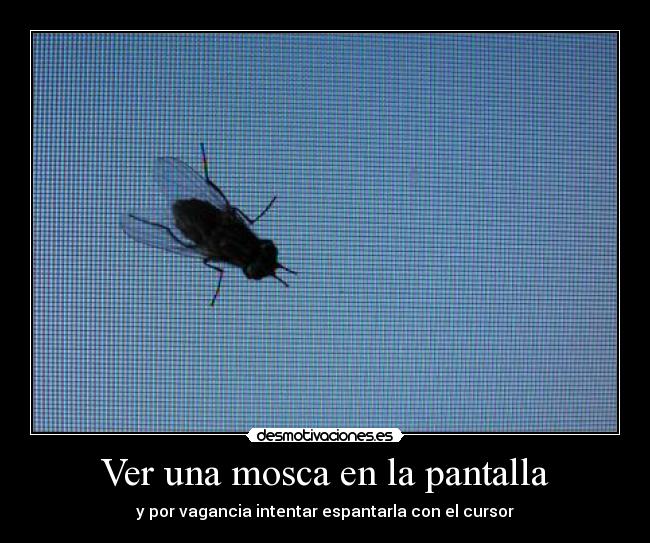 Ver una mosca en la pantalla - y por vagancia intentar espantarla con el cursor