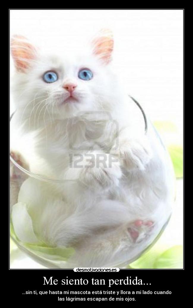 Me siento tan perdida... - ...sin ti, que hasta mi mascota está triste y llora a mi lado cuando
las lágrimas escapan de mis ojos.