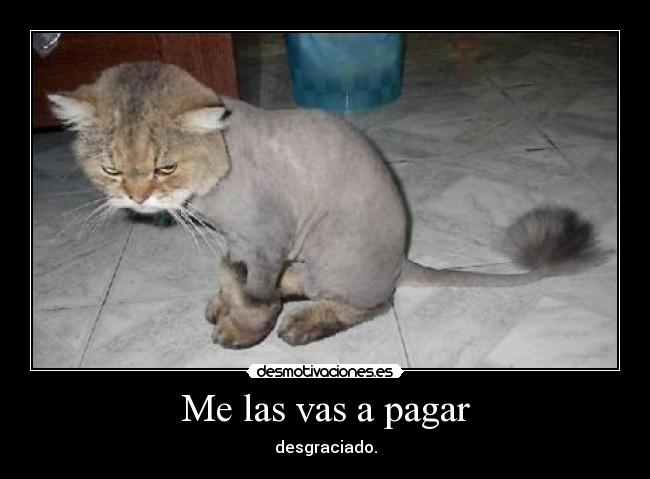 carteles gatoslol desmotivaciones