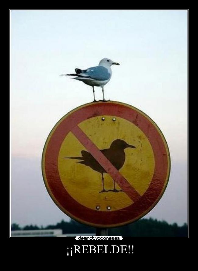 ¡¡REBELDE!! -