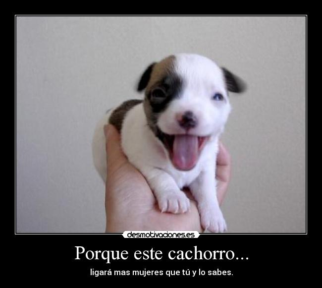 Porque este cachorro... - 