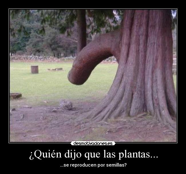 ¿Quién dijo que las plantas... -