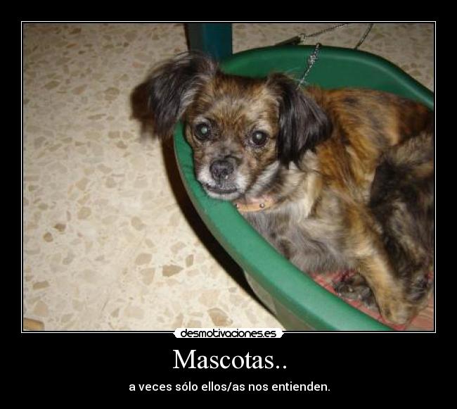 Mascotas.. - 