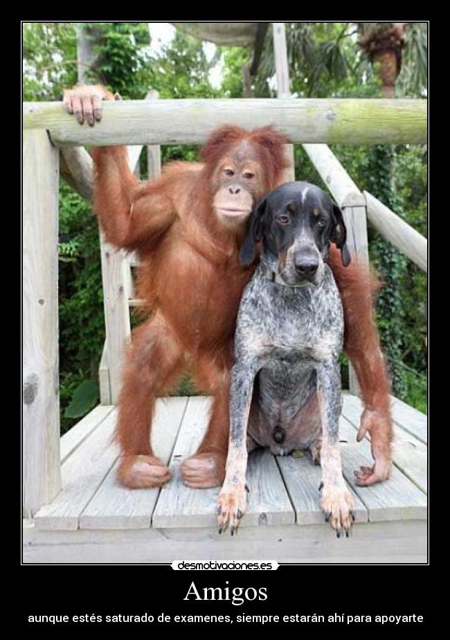 Amigos - aunque estés saturado de examenes, siempre estarán ahí para apoyarte