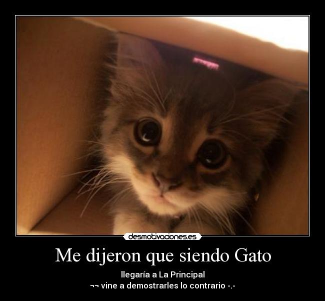 Me dijeron que siendo Gato - llegaría a La Principal
¬¬ vine a demostrarles lo contrario -.-