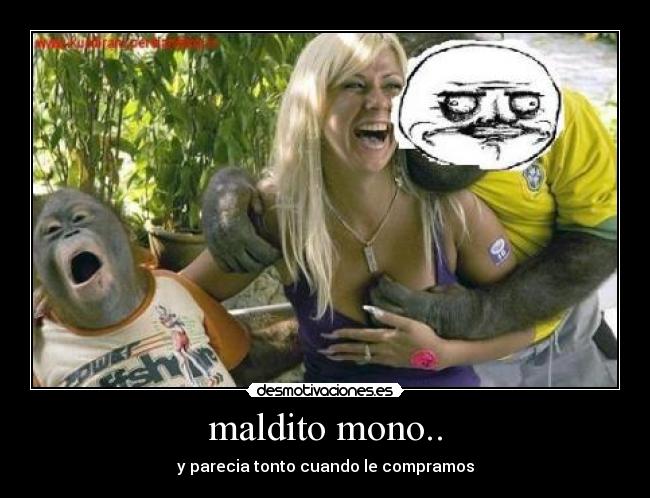 maldito mono.. - y parecia tonto cuando le compramos