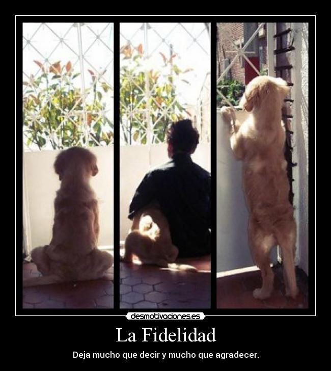 La Fidelidad -