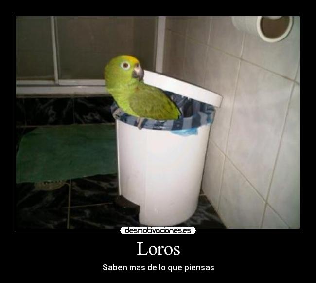 Loros -
