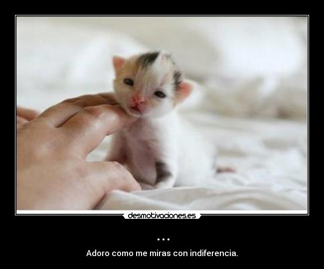 ... - Adoro como me miras con indiferencia.