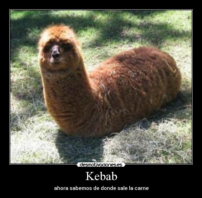 Kebab - ahora sabemos de donde sale la carne