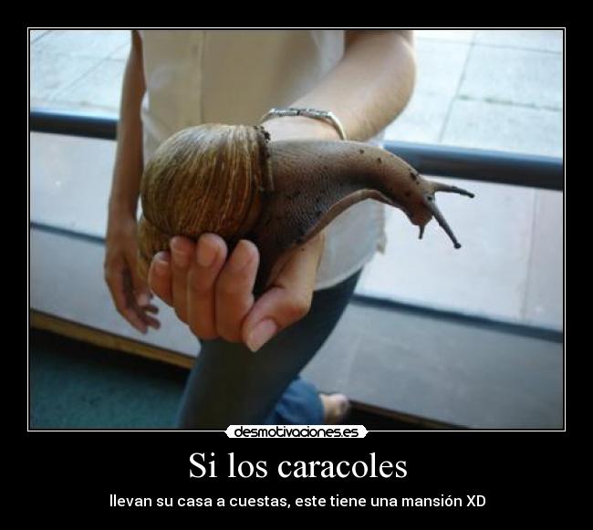 Si los caracoles - 