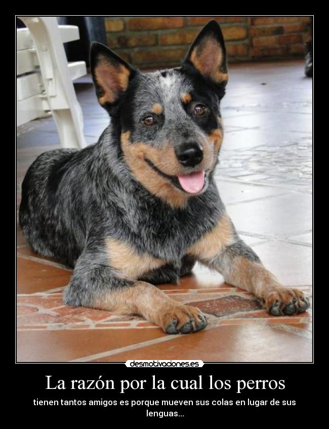 La razón por la cual los perros -