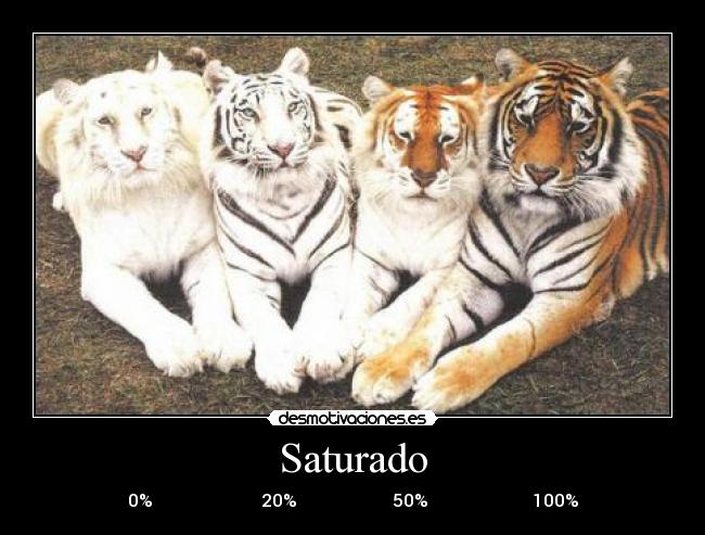 Saturado - 