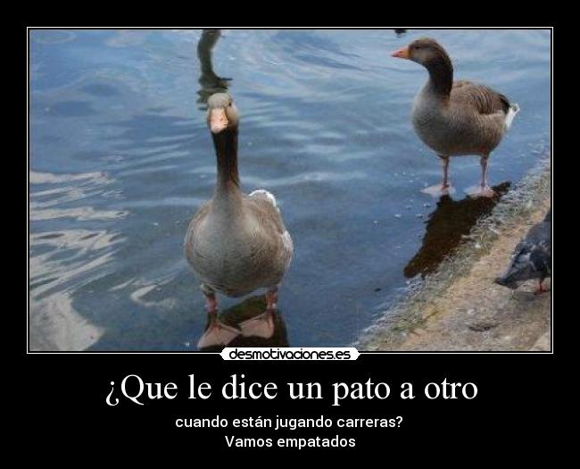 ¿Que le dice un pato a otro - 