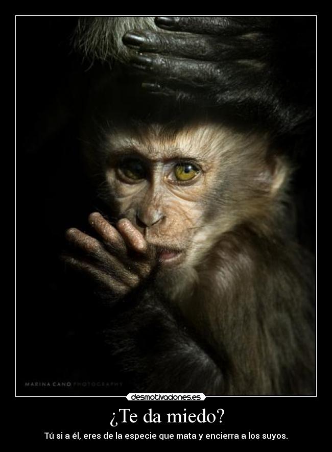 ¿Te da miedo? - Tú si a él, eres de la especie que mata y encierra a los suyos.