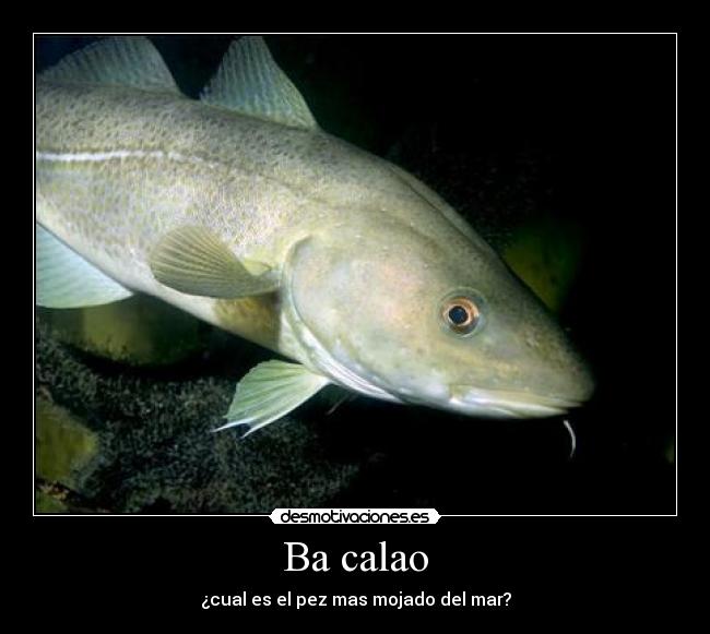 Ba calao - ¿cual es el pez mas mojado del mar?