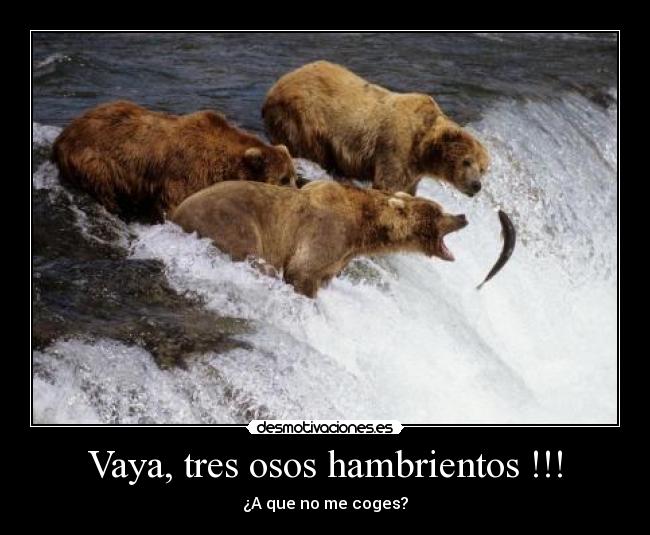 Vaya, tres osos hambrientos !!! - ¿A que no me coges?