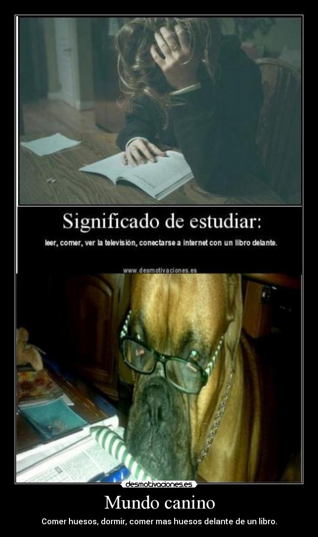 Mundo canino - Comer huesos, dormir, comer mas huesos delante de un libro.