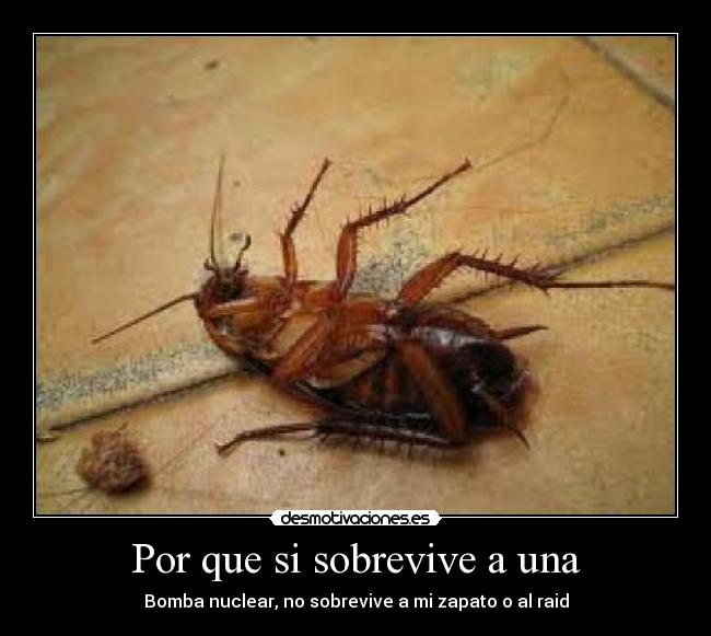 carteles cucaracha raid desmotivaciones