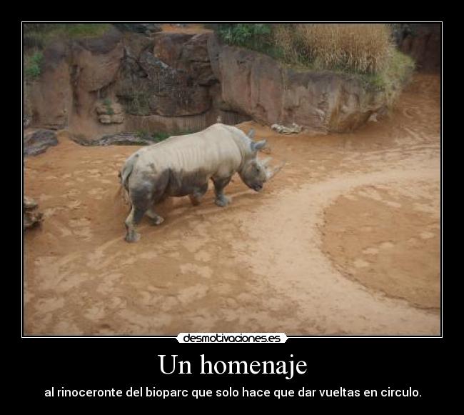 Un homenaje - al rinoceronte del bioparc que solo hace que dar vueltas en circulo.
