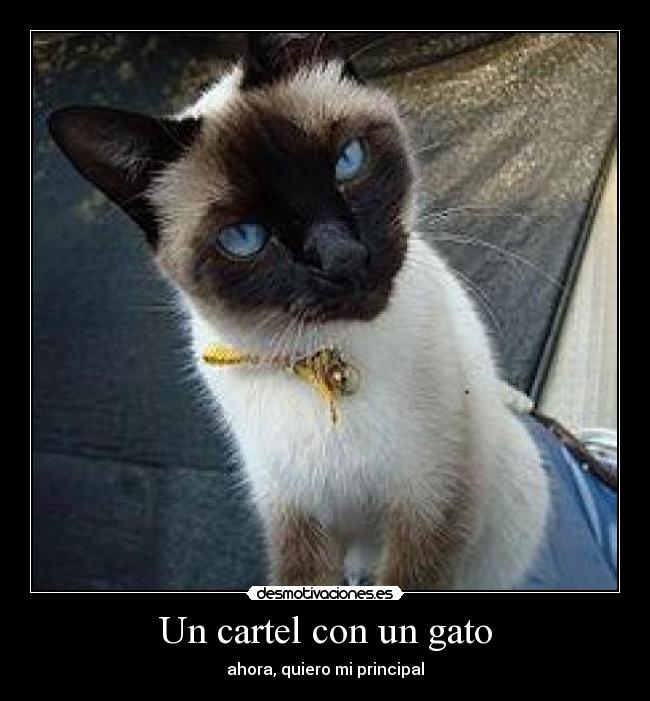 Un cartel con un gato - 