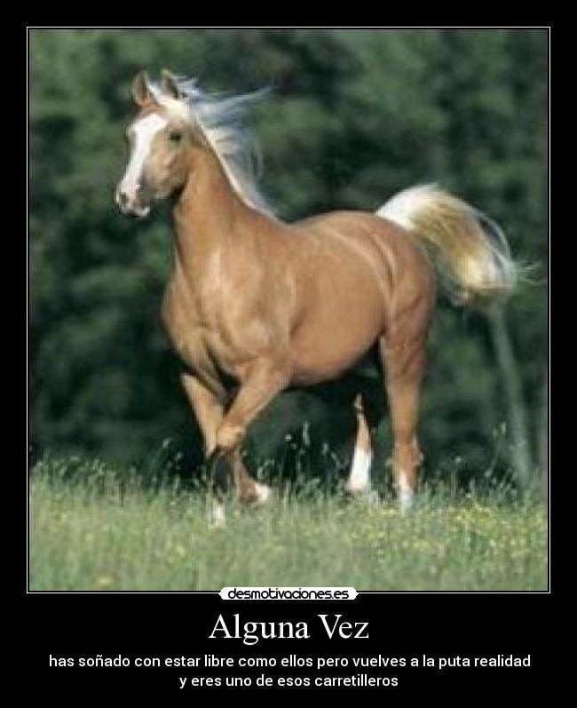 Alguna Vez - has soñado con estar libre como ellos pero vuelves a la puta realidad
y eres uno de esos carretilleros