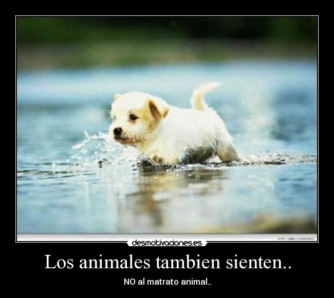 Los animales tambien sienten.. - NO al matrato animal..