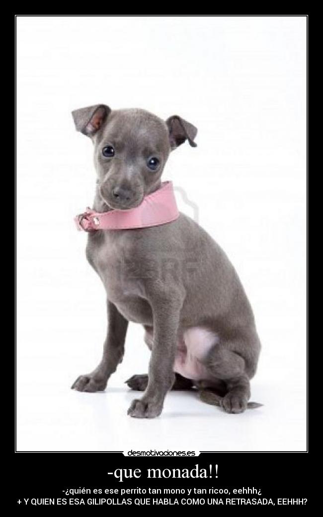 -que monada!! - -¿quién es ese perrito tan mono y tan ricoo, eehhh¿
+ Y QUIEN ES ESA GILIPOLLAS QUE HABLA COMO UNA RETRASADA, EEHHH?