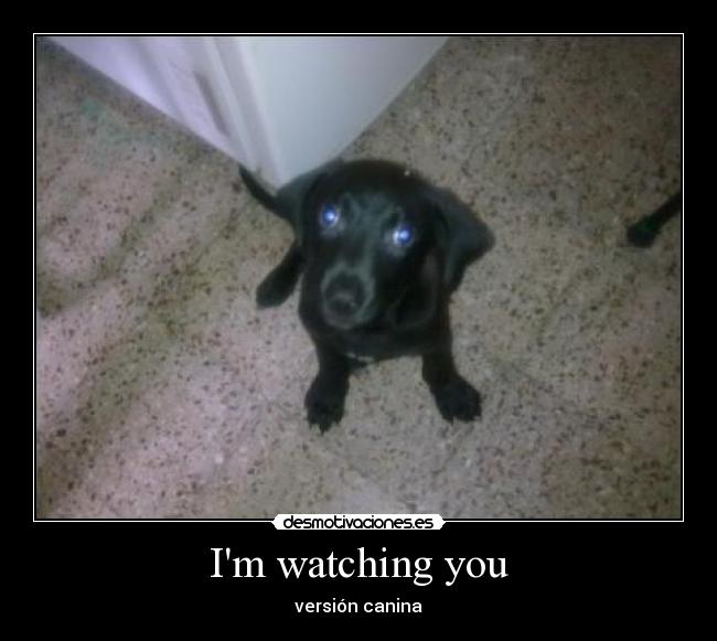 Im watching you - versión canina