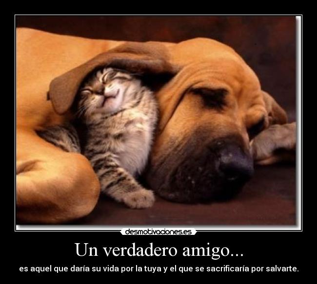 Un verdadero amigo... -