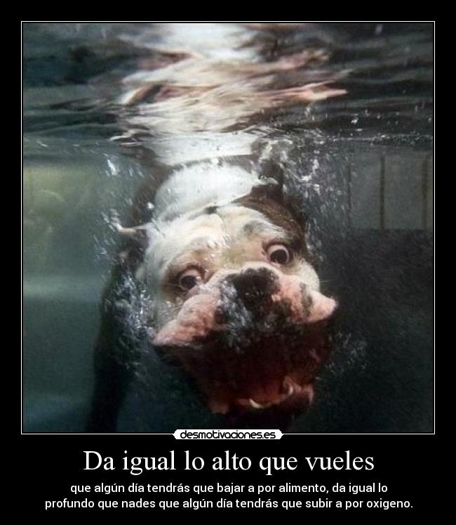 Da igual lo alto que vueles - que algún día tendrás que bajar a por alimento, da igual lo
profundo que nades que algún día tendrás que subir a por oxigeno.