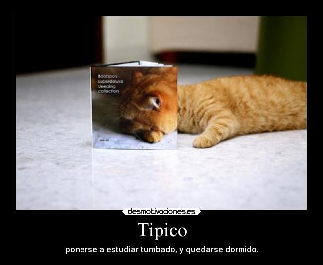 Tipico - 