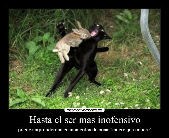 Imágenes y Carteles de INOFENSIVO Pag.