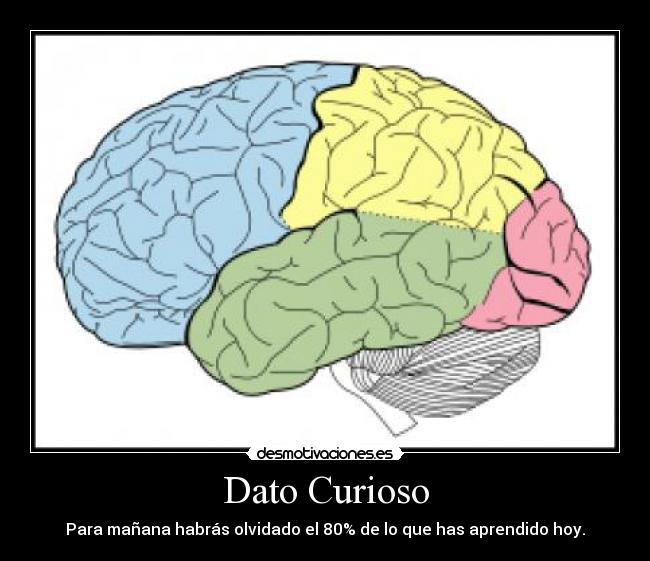 Dato Curioso - Para mañana habrás olvidado el 80% de lo que has aprendido hoy.