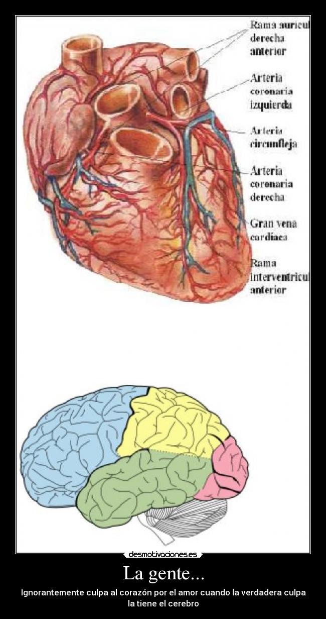 La gente... - Ignorantemente culpa al corazón por el amor cuando la verdadera culpa
la tiene el cerebro