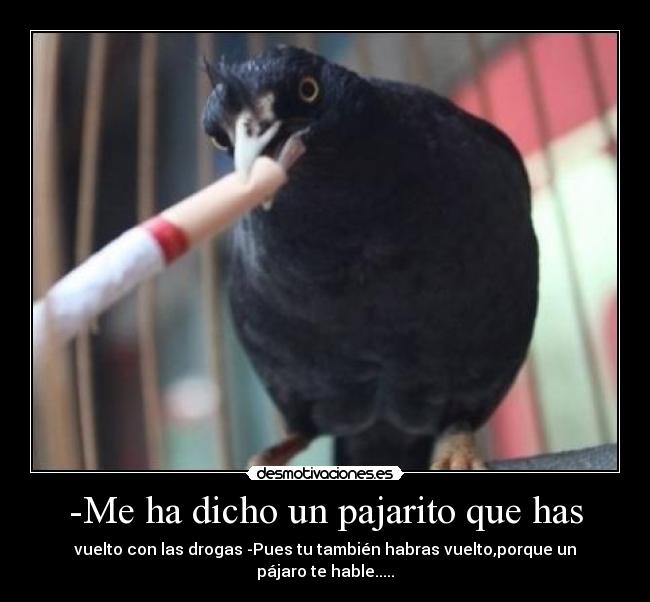 -Me ha dicho un pajarito que has -