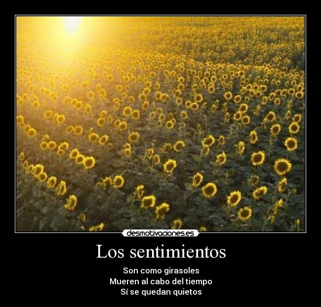 Los sentimientos - Son como girasoles
Mueren al cabo del tiempo
Sí se quedan quietos