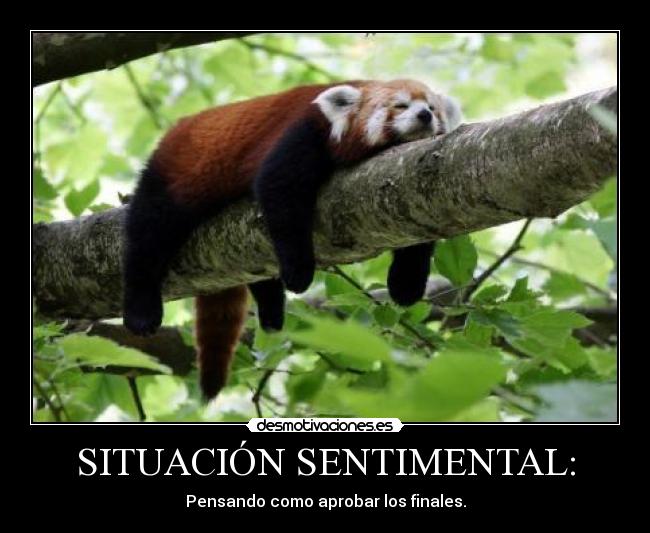 SITUACIÓN SENTIMENTAL: - 