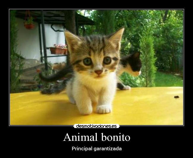 carteles claninsua mrsp esta garantizado desmotivaciones